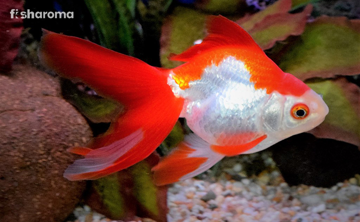 A Ryukin Goldfish in Its Natural Habitat