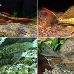 Different types of Pleco