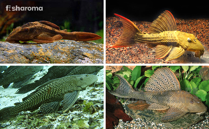 Different types of Pleco