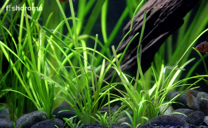 Dwarf Sagittaria- Freshwater plant for Aquarium