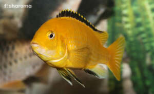 Electric Yellow Cichlid fish in its natural habitat