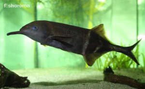 Elephant Nose Fish In A Tank