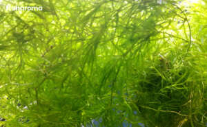 Guppy Grass Inside A Tank