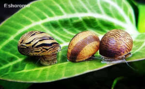 Different Kinds of Nerite Snails