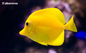 Yellow Tang Inside An Aquarium