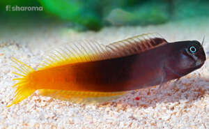 A Bicolor Blenny on the substrate