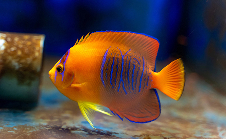 The magnificent colour contrasts on a Clarion Angelfish.