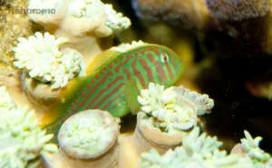 A Green Clown Goby in its Saltwater environment.