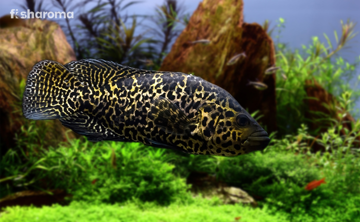 Jaguar Cichlid swimming in aquarium