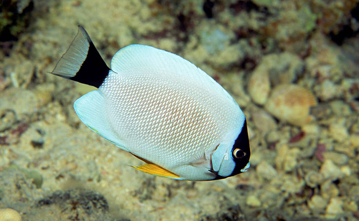 The mono-chromatic beauty on a Masked Angelfish.