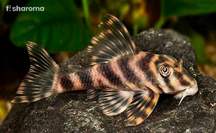 A Candy Striped Pleco in its natural habitat.