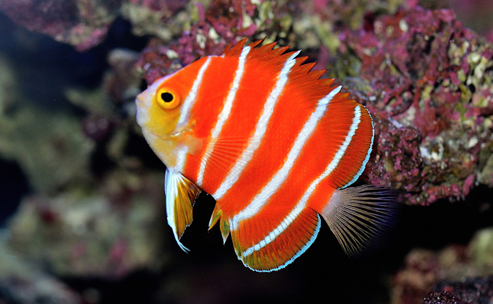An adorable Peppermint Angelfish in its natural habitat.