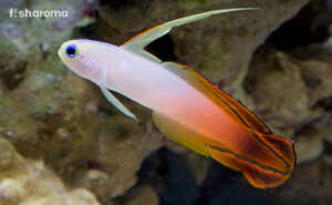 Firefish Goby swimming in Saltwater Aquarium