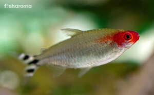 A Rummy Nose Tetra In Freshwater Habitat