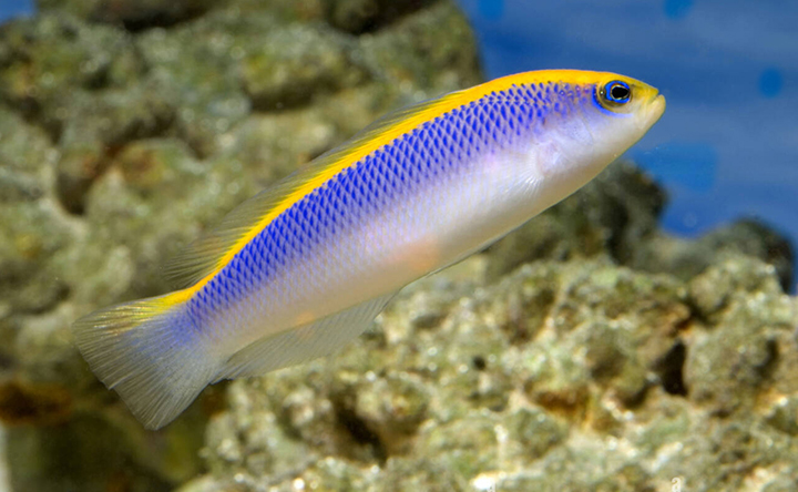 The brightly coloured Sunrise Dottyback.