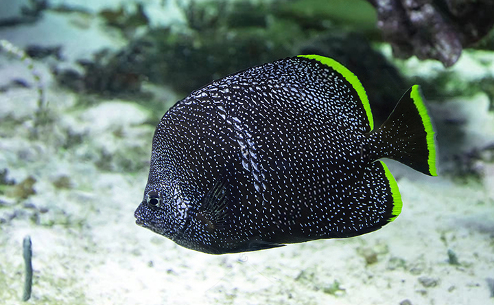 Wrought Iron Butterflyfish with its metal-like appearance.