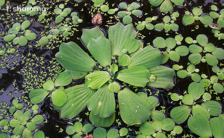 Water Lettuce In A Pond