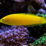 Yellow Coris Wrasse swimming in a saltwater tank