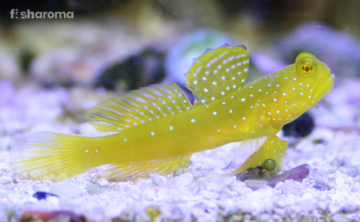 Yellow Watchman Goby in Saltwater