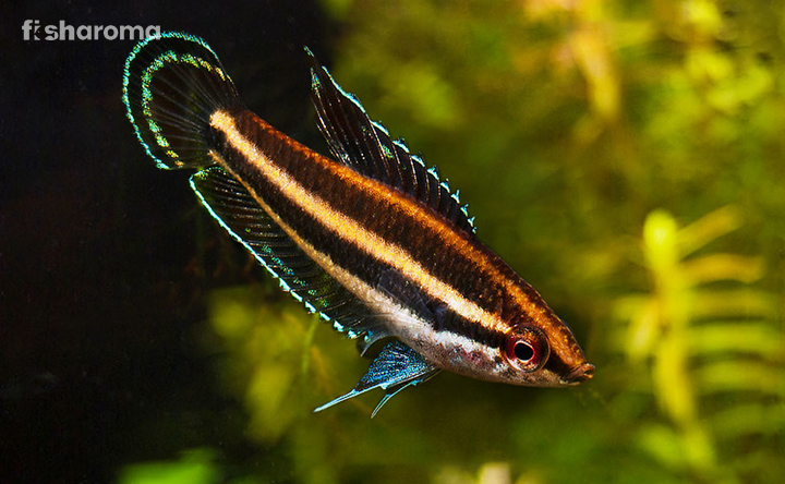 Licorice Gourami swimming in a freshwater tank
