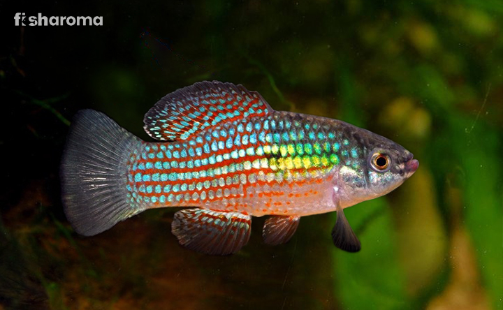 American Flagfish In Its Aquarium
