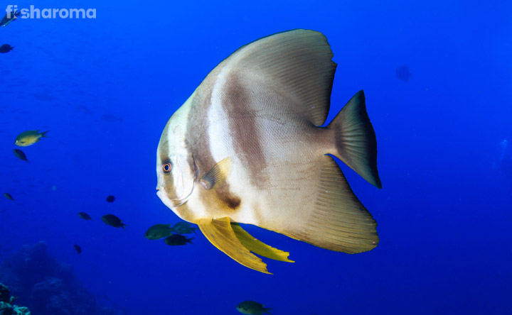 Batfish – A Complete Care Guide to Pet the Fish