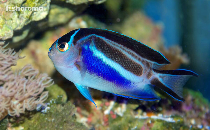 Bellus Angelfish- Care Guide To Our Superfemale Ornate Angelfish