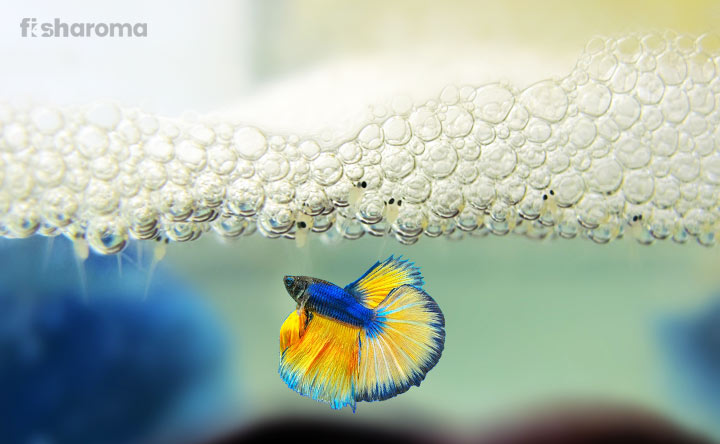 Detailed Breeding Guide of Betta Fish