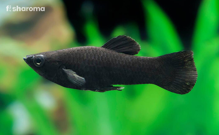 A Black Molly swimming