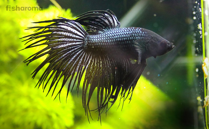 Black Orchid Betta fish