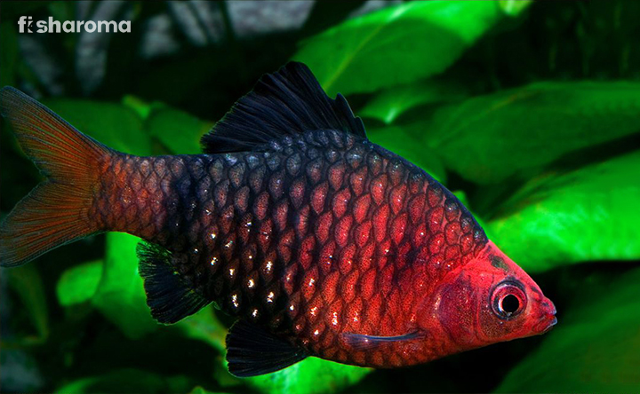 A Male Black Ruby Barb