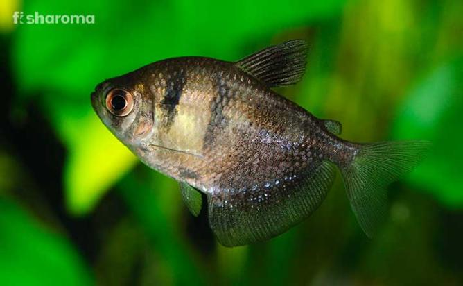 A Black Skirt Tetra under water.