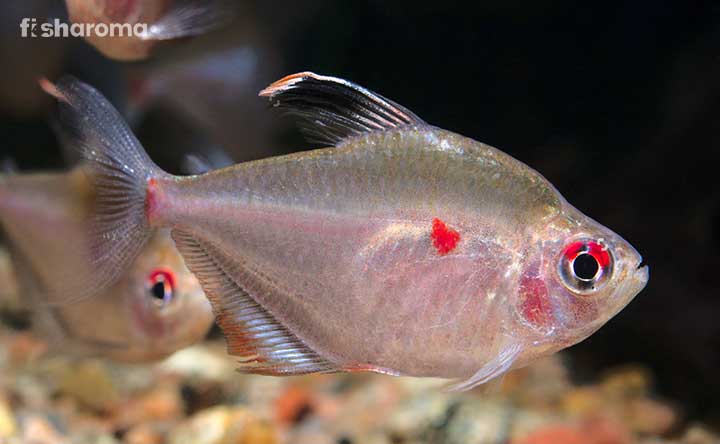 A beautiful Bleeding Heart Tetra swimming in its natural habitat.