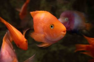 Bloody Parrotfish 
