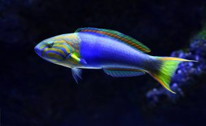 Blue Parrotfish