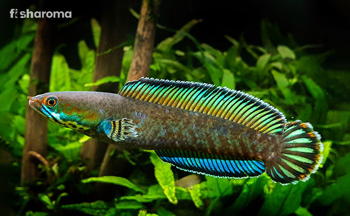A Snakehead Species In Water