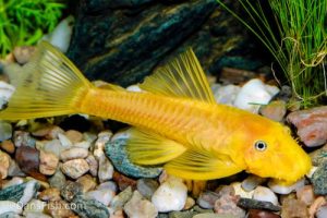 Blue-eyed Lemon Bristlenose Pleco