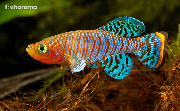 Bluefin Notho In Its Natural Habitat
