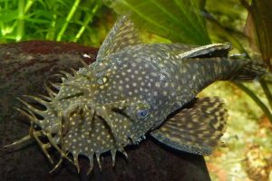 Bristlenose Pleco (Ancistrus)