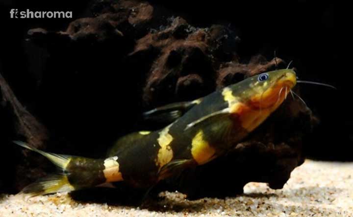 Bumblebee Catfish in freshwater aquarium.