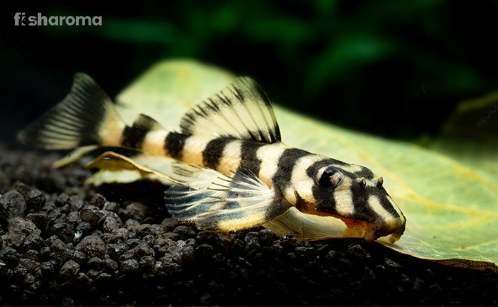 Butterfly Pleco resting at the bottom of a Freshwater Aquarium