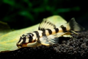Butterfly Pleco