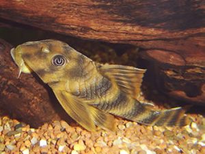 Candy Striped Pleco (Peckoltia vittata)