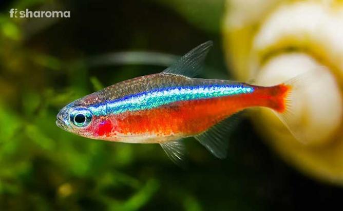 Cardinal Tetra in an aquarium.