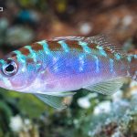 Chalk Bass: A Thorough Care Guide To This Exceptionally Reposeful Saltwater Beauty