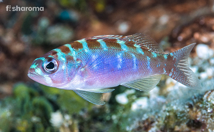 Chalk Bass swimming in a saltwater tank