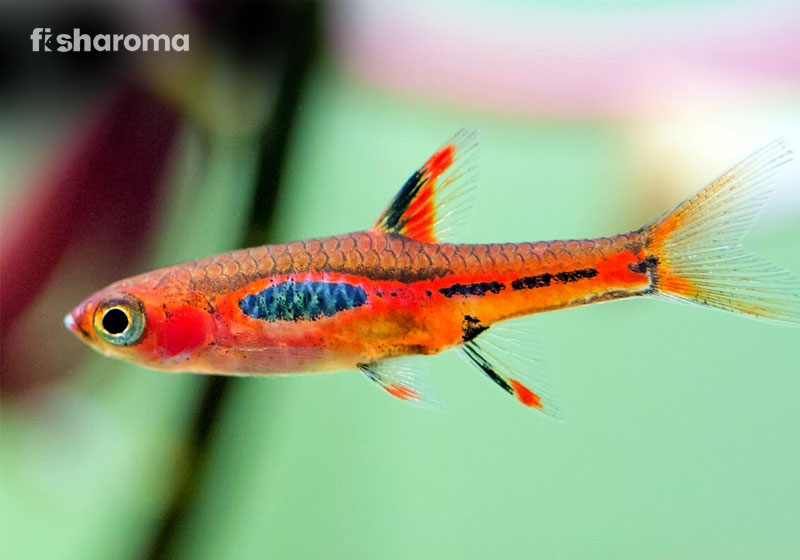 Chili Rasbora In A Fish Aquarium