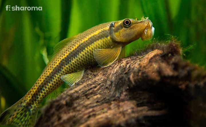 A Chinese Algae Eater resting on driftwood in a freshwater aquarium.