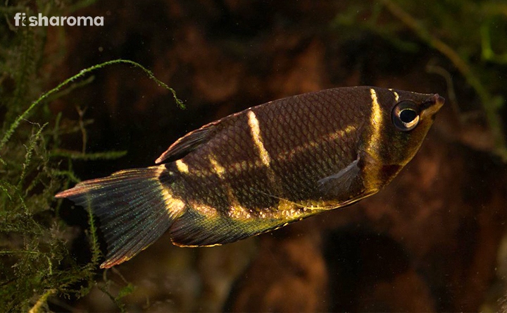 Chocolate Gourami In Its Natural Domain