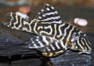Clown Pleco